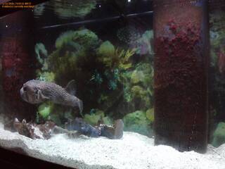 Aquarium