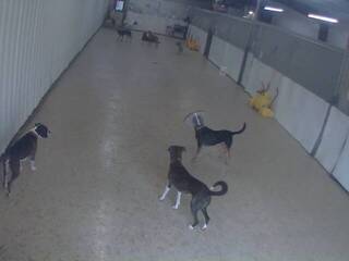 Dog Kennel
