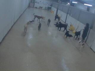 Dog Kennel