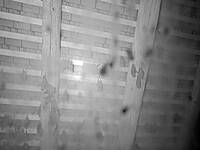 Bat Shelter