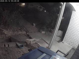 back yard