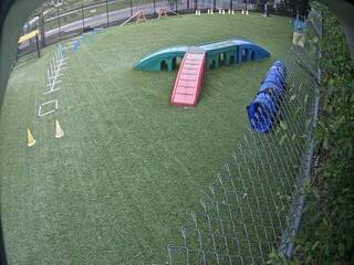 Dog Daycare