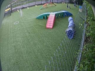 Dog Daycare