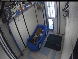 Woodland West Pet Resort - Dog Suite