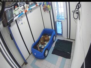 Woodland West Pet Resort - Dog Suite