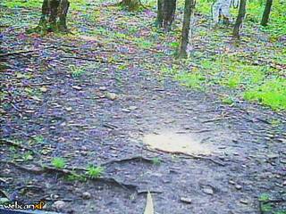 Woods
