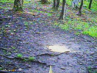 Woods