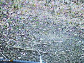 Webcam in Kenton,United States