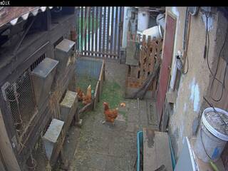 Chickens