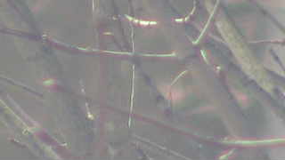 Webcam in United States