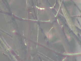 Webcam in United States