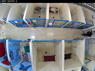 Dog Kennel