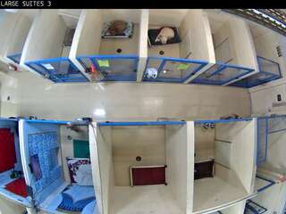 Dog Kennel