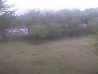 Ogo Green Flower Ranch