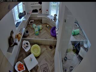 Cat House
