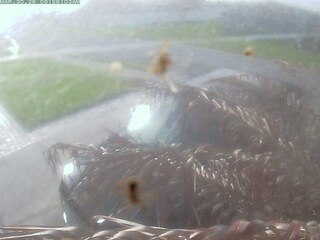 Webcam in United States