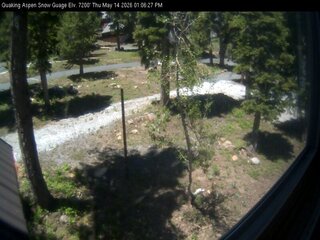 Quaking Aspen snow guage