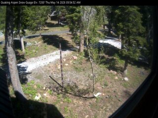Quaking Aspen snow guage