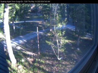 Quaking Aspen snow guage