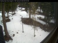 Quaking Aspen snow guage