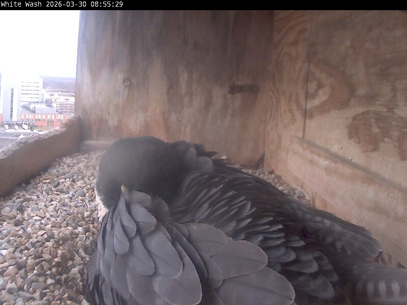 Webcam in Utica,United States