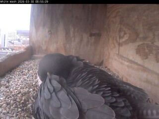 Webcam in Utica,United States