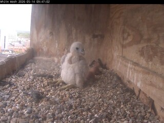 Falcon Nest