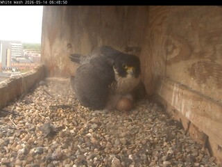 Falcon Nest