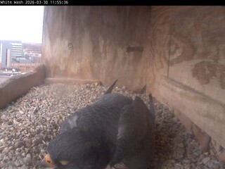 Webcam in Utica,United States