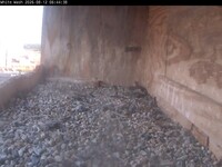 Falcon Nest