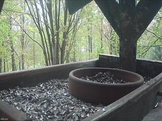 Bird Feeder