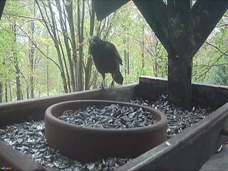 Bird Feeder
