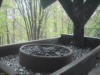 Bird Feeder