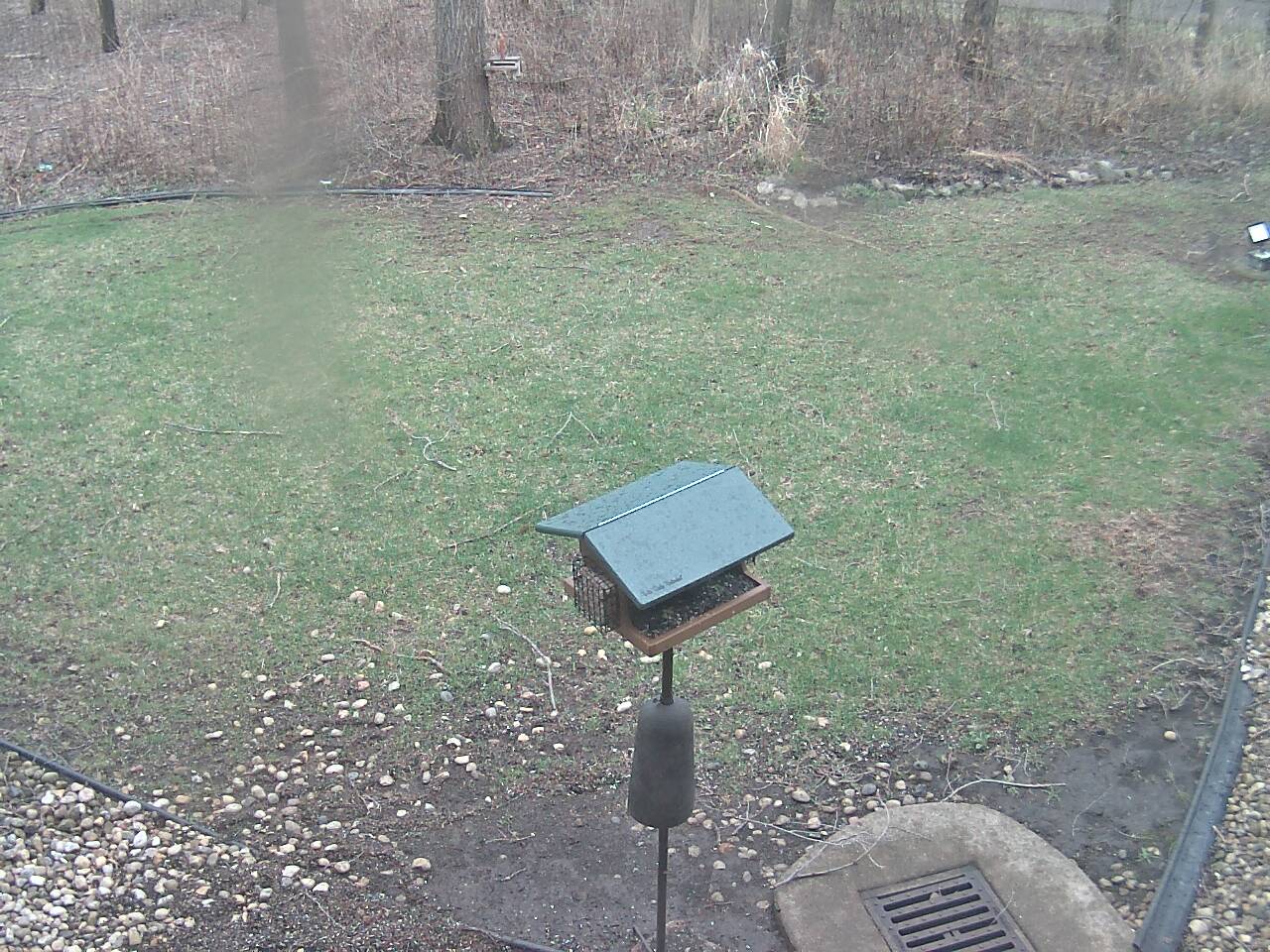 Backyard Bird Feeder