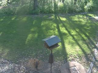 Backyard Bird Feeder