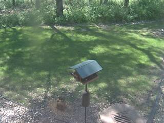Backyard Bird Feeder