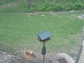 Backyard Bird Feeder
