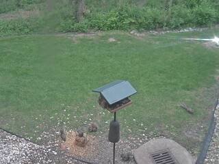 Backyard Bird Feeder