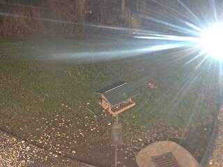 Backyard Bird Feeder