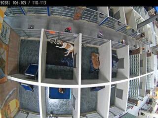 Dog Kennel