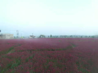 Field