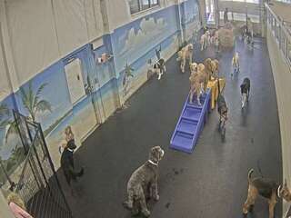 Dog Daycare