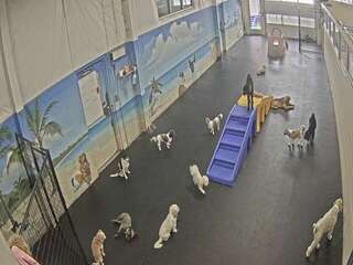 Dog Daycare