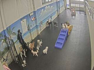 Dog Daycare