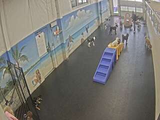 Dog Daycare