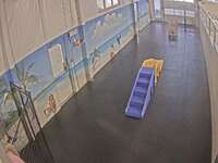 Dog Daycare
