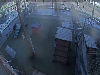 Dog Kennel