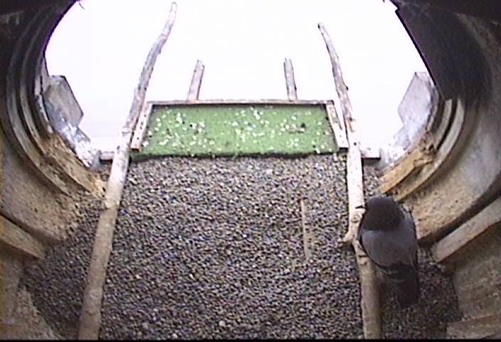 Webcam in Buffalo,United States