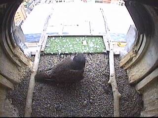 Falcon Nest