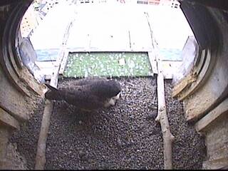 Falcon Nest